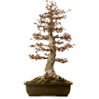 Acer buergerianum, 67 cm, ± 25 años