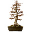 Acer buergerianum, 67 cm, ± 25 años, con un nebari de 21 cm
