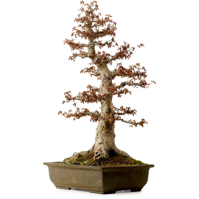 Acer buergerianum, 67 cm, ± 25 jaar oud, met een nebari van 21 cm