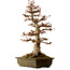 Acer buergerianum, 67 cm, ± 25 Jahre alt, mit einem Wurzelhals von 21 cm