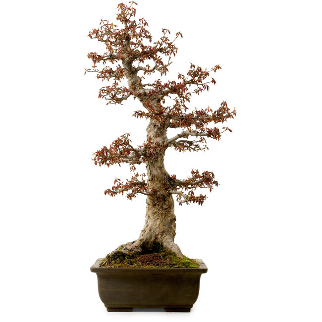 Acer buergerianum, 67 cm, ± 25 anni, con nebari di 21 cm