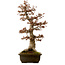 Acer buergerianum, 67 cm, ± 25 anni, con nebari di 21 cm