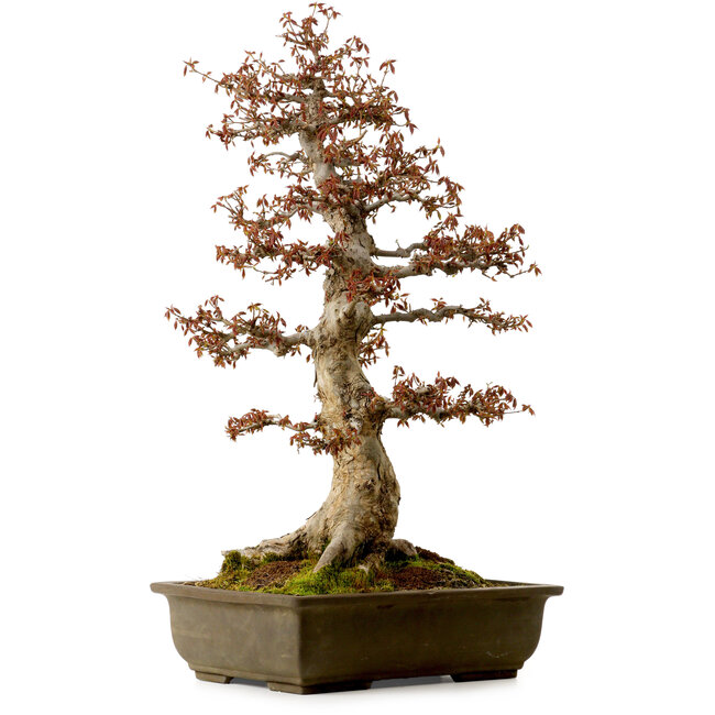 Acer buergerianum, 67 cm, ± 25 Jahre alt, mit einem Wurzelhals von 21 cm