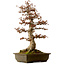 Acer buergerianum, 67 cm, ± 25 anni, con nebari di 21 cm