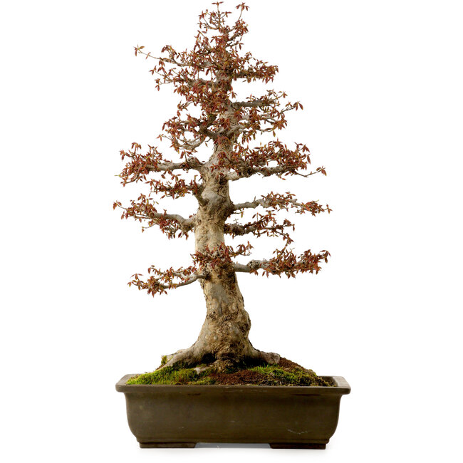 Acer buergerianum, 67 cm, ± 25 años, con un nebari de 21 cm