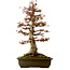 Acer buergerianum, 67 cm, ± 25 anni, con nebari di 21 cm