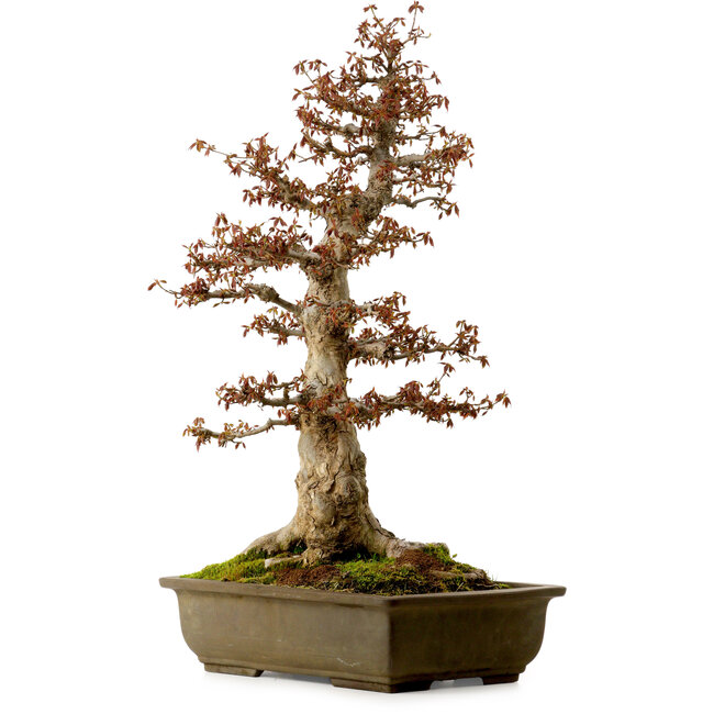 Acer buergerianum, 67 cm, ± 25 years old, with a nebari of 21 cm