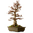 Acer buergerianum, 67 cm, ± 25 Jahre alt, mit einem Wurzelhals von 21 cm