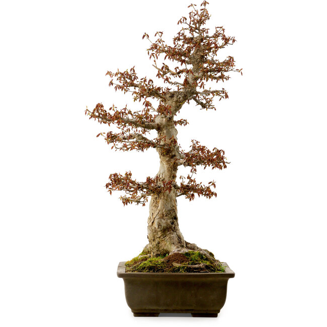Acer buergerianum, 67 cm, ± 25 Jahre alt, mit einem Wurzelhals von 21 cm