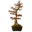 Acer buergerianum, 67 cm, ± 25 jaar oud, met een nebari van 21 cm