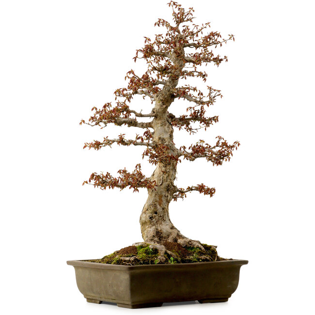 Acer buergerianum, 67 cm, ± 25 años, con un nebari de 21 cm
