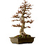 Acer buergerianum, 67 cm, ± 25 años, con un nebari de 21 cm