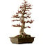 Acer buergerianum, 67 cm, ± 25 ans, avec un nebari de 21 cm