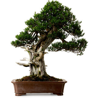 Yura Taxus cuspidata, 80 cm, ± 50 años de edad