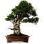 Taxus cuspidata, 80 cm, ± 50 ans, provenant du jardin de Yura, avec un nebari de 23 cm