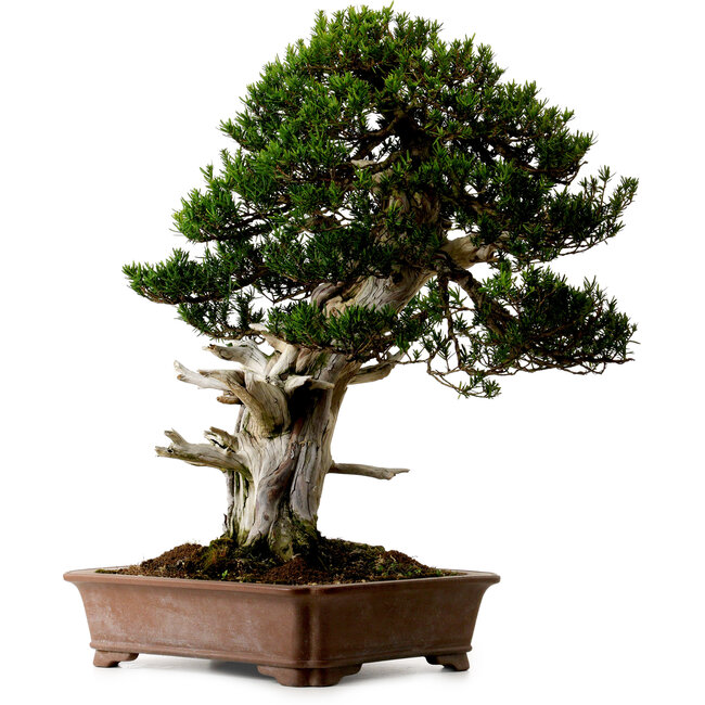 Taxus cuspidata, 80 cm, ± 50 anni, dal giardino di Yura, con nebari di 23 cm