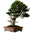 Taxus cuspidata, 80 cm, ± 50 anni, dal giardino di Yura, con nebari di 23 cm