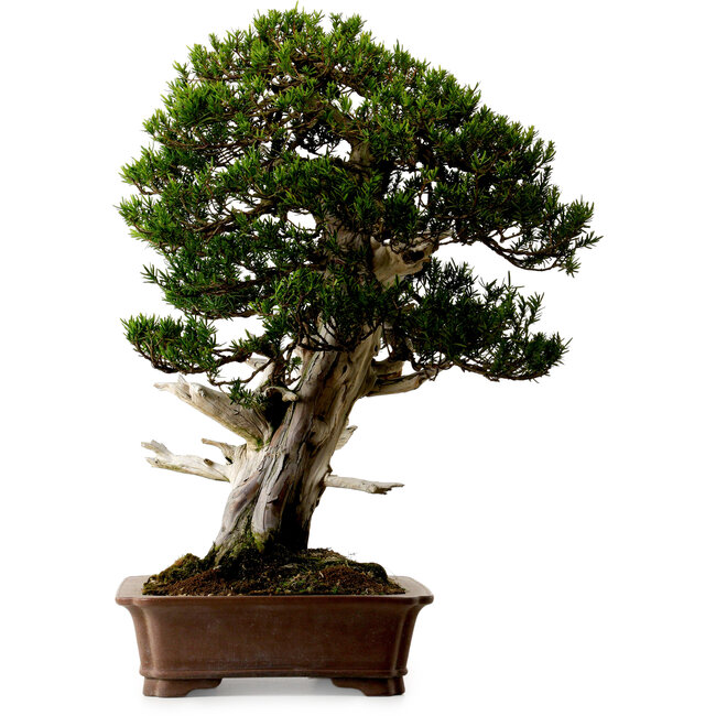 Taxus cuspidata, 80 cm, ± 50 jaar oud, uit de tuin van Yura, met een nebari van 23 cm.