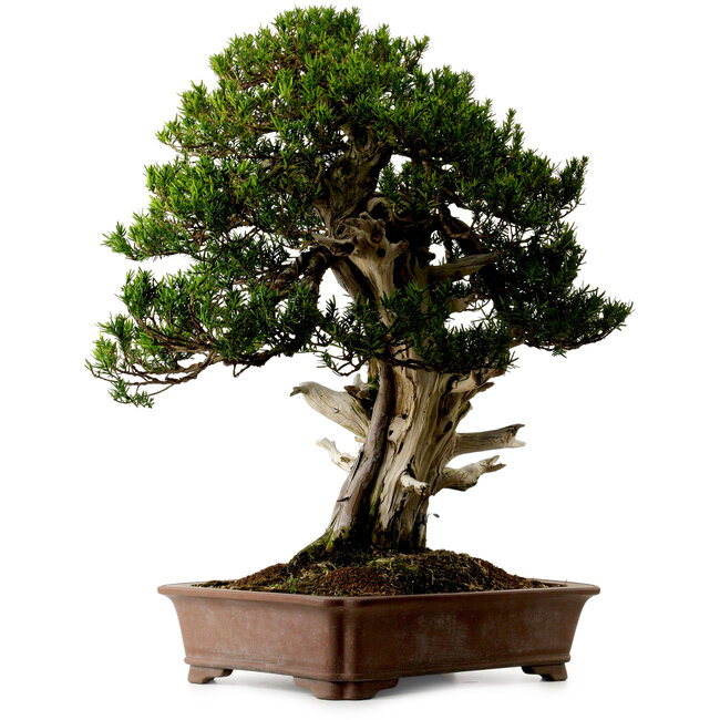 Taxus cuspidata, 80 cm, ± 50 anni, dal giardino di Yura, con nebari di 23 cm