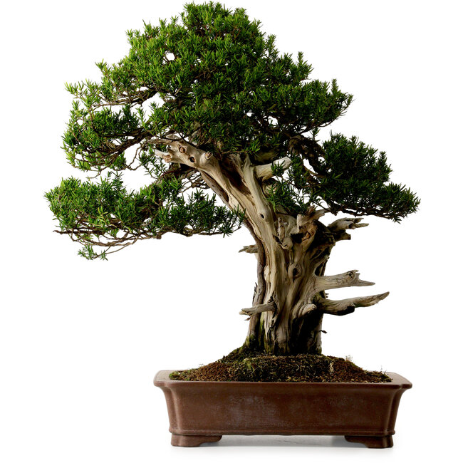 Taxus cuspidata, 80 cm, ± 50 años, del jardín de Yura, con un nebari de 23 cm.