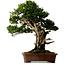 Taxus cuspidata, 80 cm, ± 50 ans, provenant du jardin de Yura, avec un nebari de 23 cm