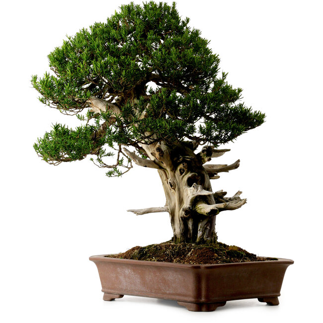 Taxus cuspidata, 80 cm, ca. 50 Jahre alt, aus dem Garten von Yura, mit einem Wurzelhals von 23 cm