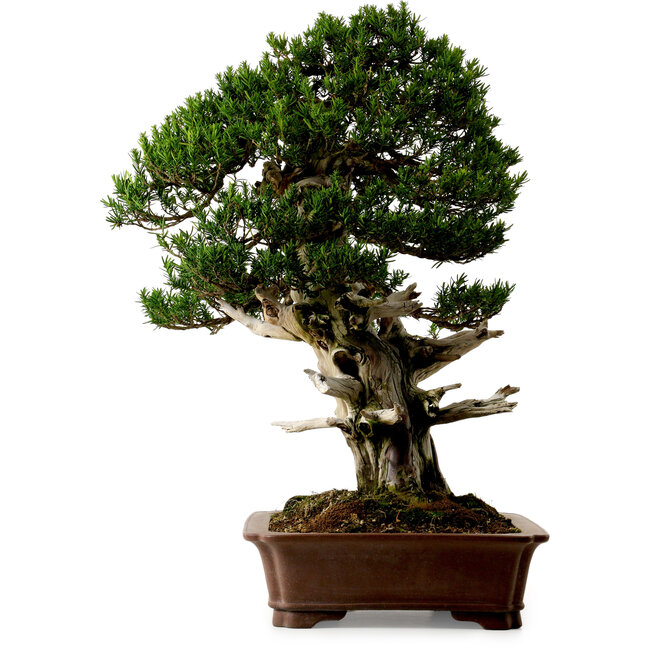 Taxus cuspidata, 80 cm, ± 50 anni, dal giardino di Yura, con nebari di 23 cm