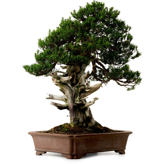 Taxus cuspidata, 80 cm, ± 50 anni, dal giardino di Yura, con nebari di 23 cm