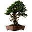 Taxus cuspidata, 80 cm, ± 50 ans, provenant du jardin de Yura, avec un nebari de 23 cm
