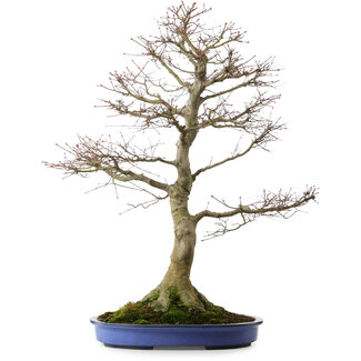 Acer palmatum, 85 cm, ± 40 Jahre alt