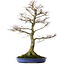 Acer palmatum, 85 cm, ± 40 years old, with a nebari of 24 cm