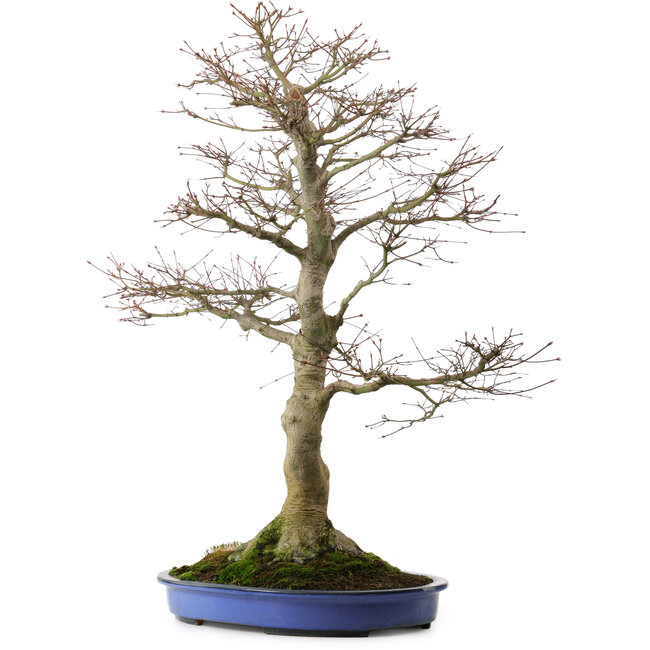 Acer palmatum, 85 cm, ± 40 años, con un nebari de 24 cm
