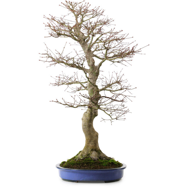 Acer palmatum, 85 cm, ca. 40 Jahre alt, mit einem Wurzelhals von 24 cm