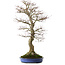 Acer palmatum, 85 cm, ± 40 jaar oud, met een nebari van 24 cm