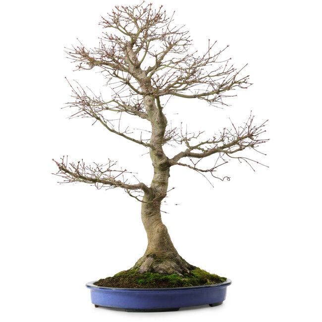 Acer palmatum, 85 cm, ± 40 anni, con nebari di 24 cm