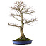 Acer palmatum, 85 cm, ca. 40 Jahre alt, mit einem Wurzelhals von 24 cm