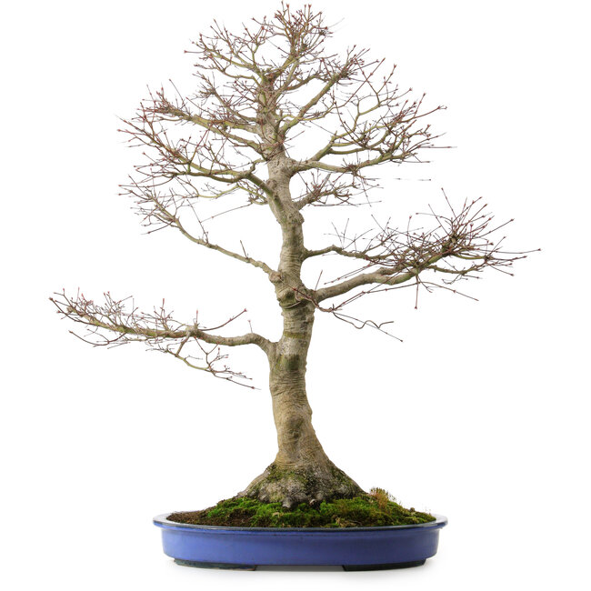 Acer palmatum, 85 cm, ± 40 años, con un nebari de 24 cm