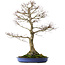 Acer palmatum, 85 cm, ± 40 anni, con nebari di 24 cm