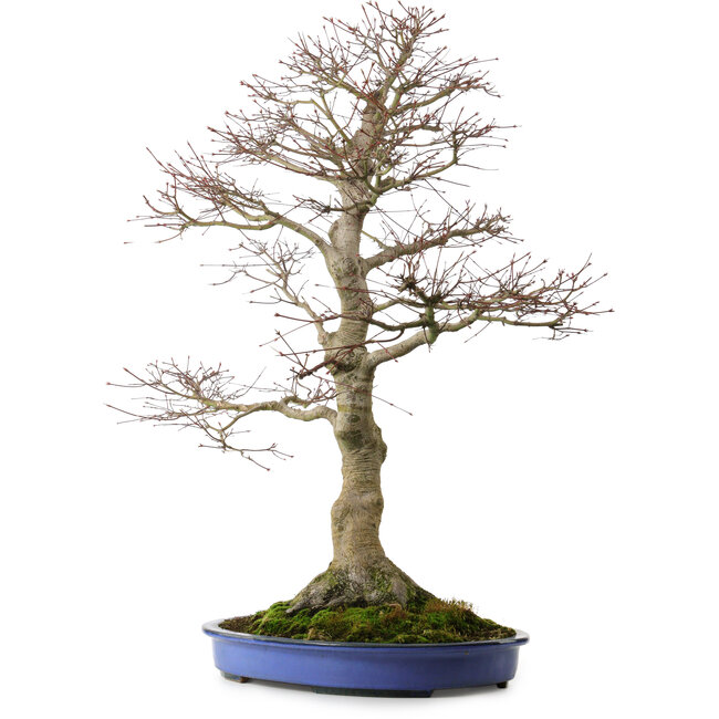 Acer palmatum, 85 cm, ca. 40 Jahre alt, mit einem Wurzelhals von 24 cm