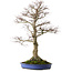 Acer palmatum, 85 cm, ± 40 ans, avec un nebari de 24 cm