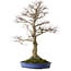 Acer palmatum, 85 cm, ca. 40 Jahre alt, mit einem Wurzelhals von 24 cm