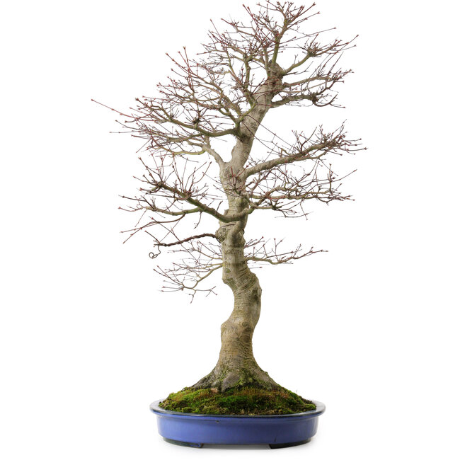 Acer palmatum, 85 cm, ca. 40 Jahre alt, mit einem Wurzelhals von 24 cm