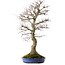 Acer palmatum, 85 cm, ± 40 jaar oud, met een nebari van 24 cm