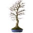 Acer palmatum, 85 cm, ca. 40 Jahre alt, mit einem Wurzelhals von 24 cm