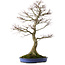 Acer palmatum, 85 cm, ± 40 años, con un nebari de 24 cm