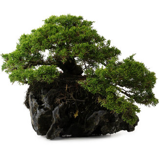 Juniperus chinensis Itoigawa yamadori, 39 cm, ± 20 Jahre alt