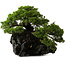 Juniperus chinensis Itoigawa yamadori, 39 cm, ± 20 anni