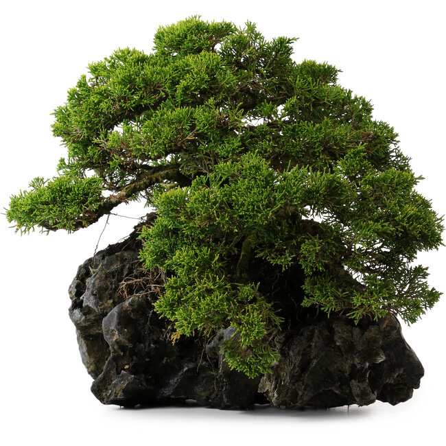 Juniperus chinensis Itoigawa yamadori, 39 cm, ± 20 ans