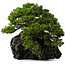 Juniperus chinensis Itoigawa yamadori, 39 cm, ± 20 Jahre alt