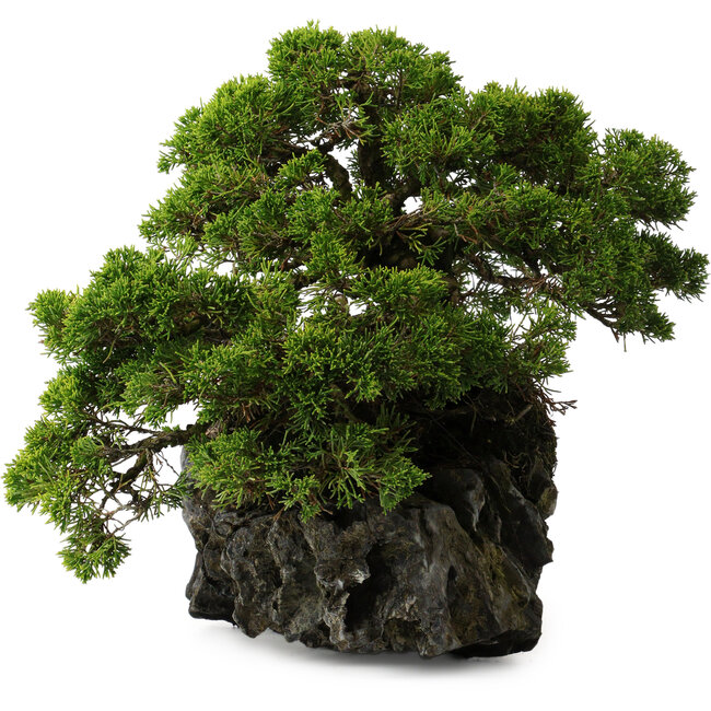 Juniperus chinensis Itoigawa yamadori, 39 cm, ± 20 anni